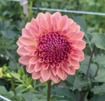 Seeds: Dahlia Mix - Unicorns
