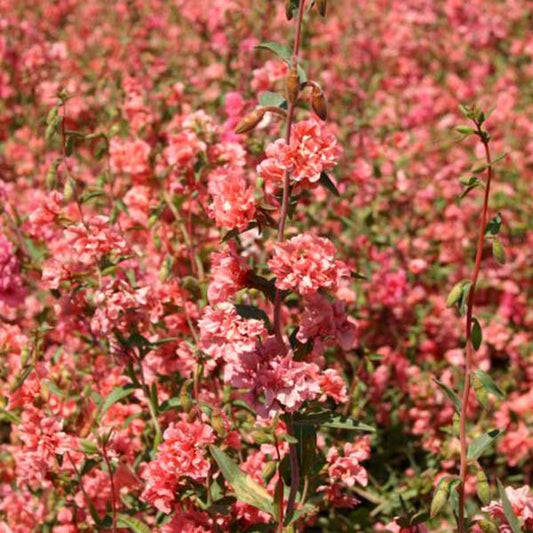 Seeds:‎ Clarkia - Elegant Light Salmon - Sugar Moon Gardens