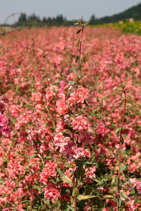 Seeds:‎ Clarkia - Elegant Light Salmon - Sugar Moon Gardens