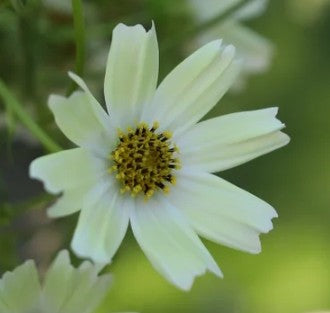 Seeds:‎ Cosmos - Limelight - Sugar Moon Gardens