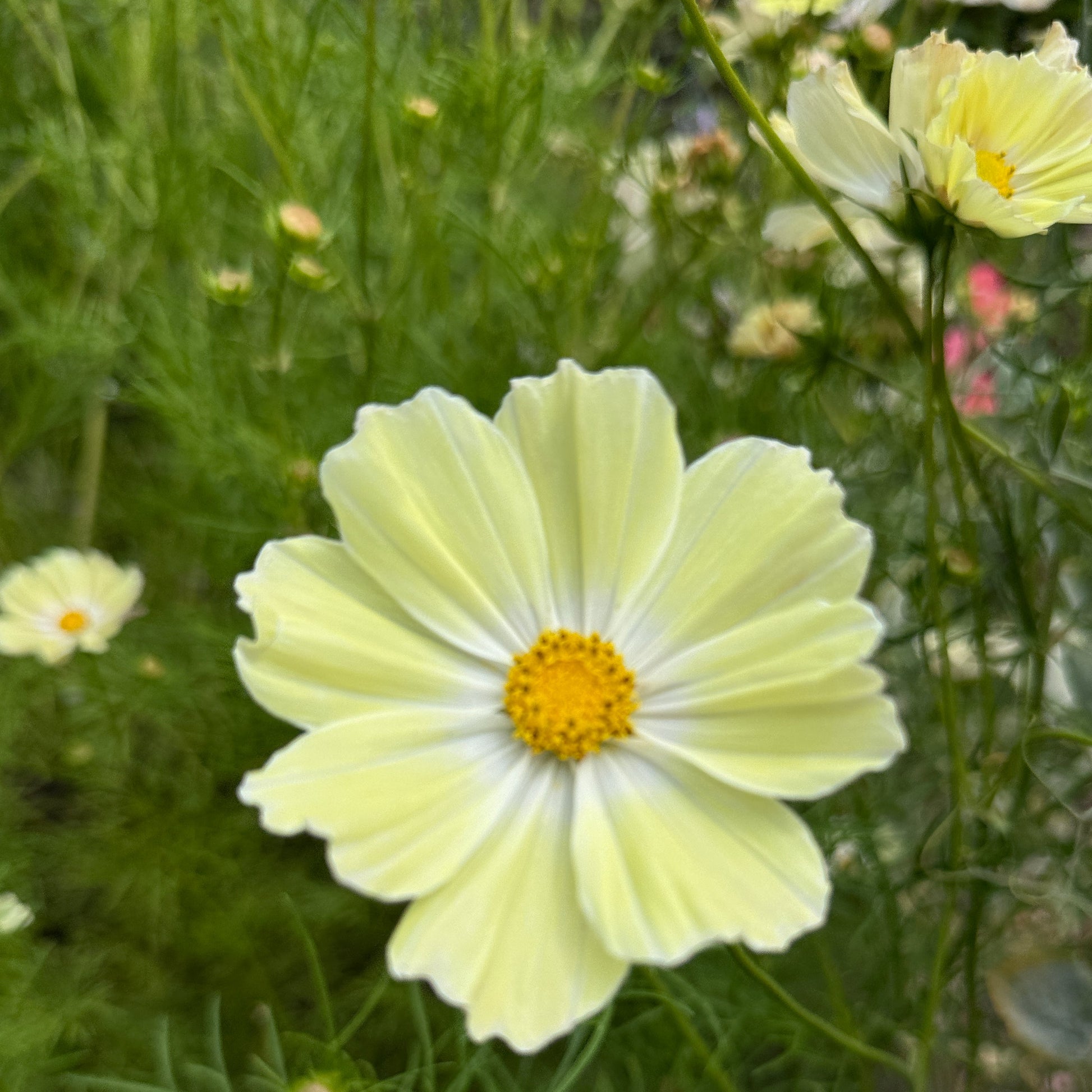 Cosmo Limelight - Sugar Moon Gardens
