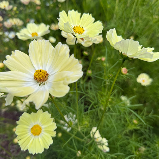 Cosmo Limelight - Sugar Moon Gardens