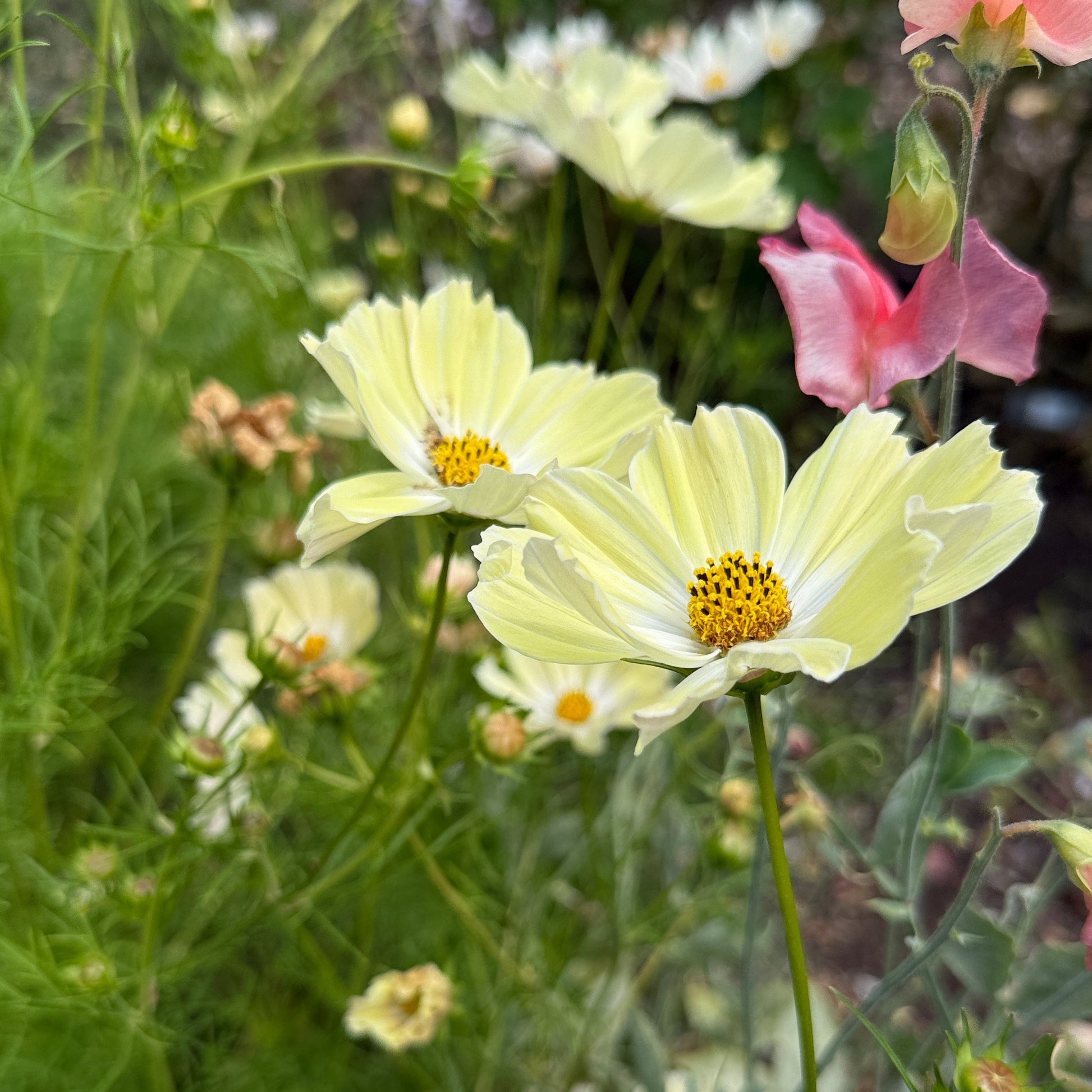 Cosmo Limelight - Sugar Moon Gardens
