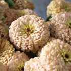 Seeds: Zinnia - Linen