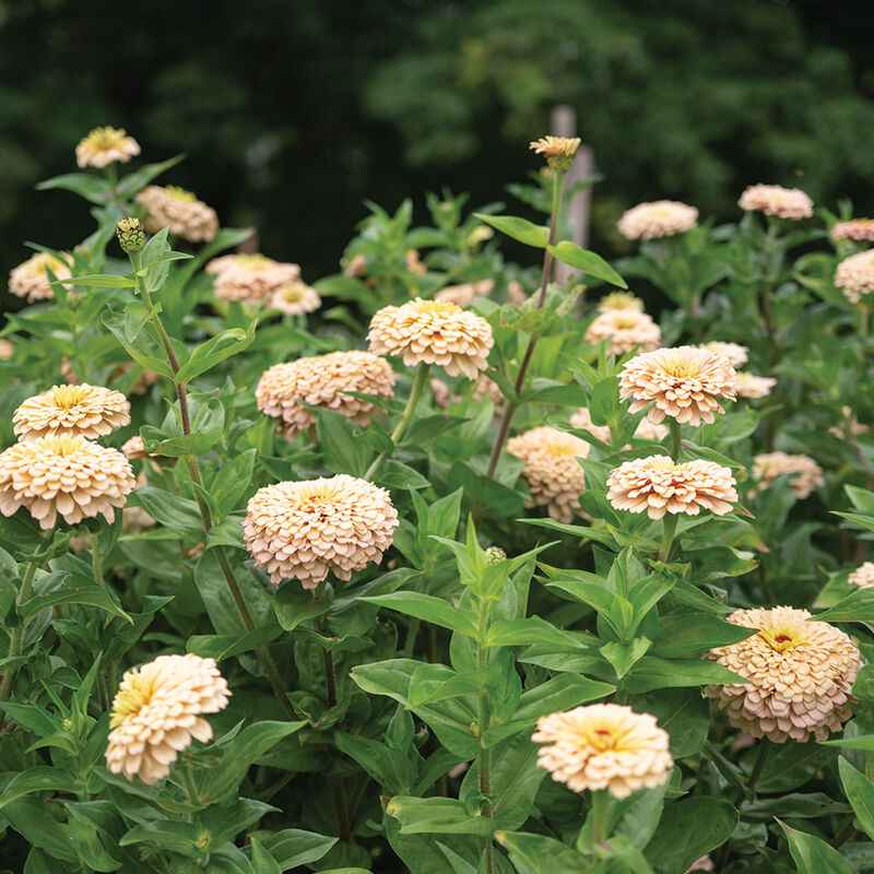 Seeds: Zinnia - Linen