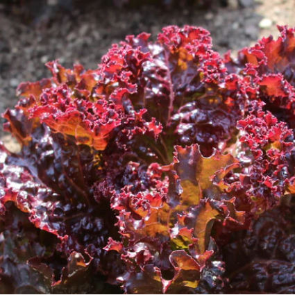 Seeds: Lettuce: Lollo Rosso - Sugar Moon Gardens