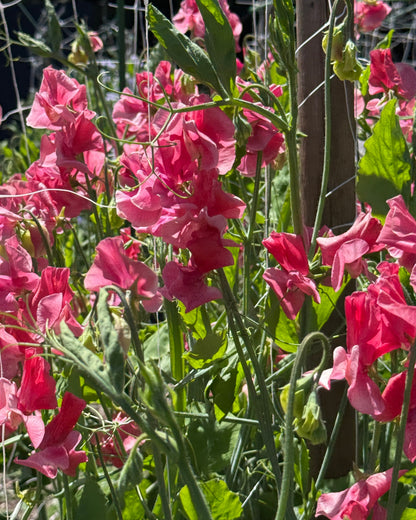 Sweet Peas MM - Sugar Moon Gardens