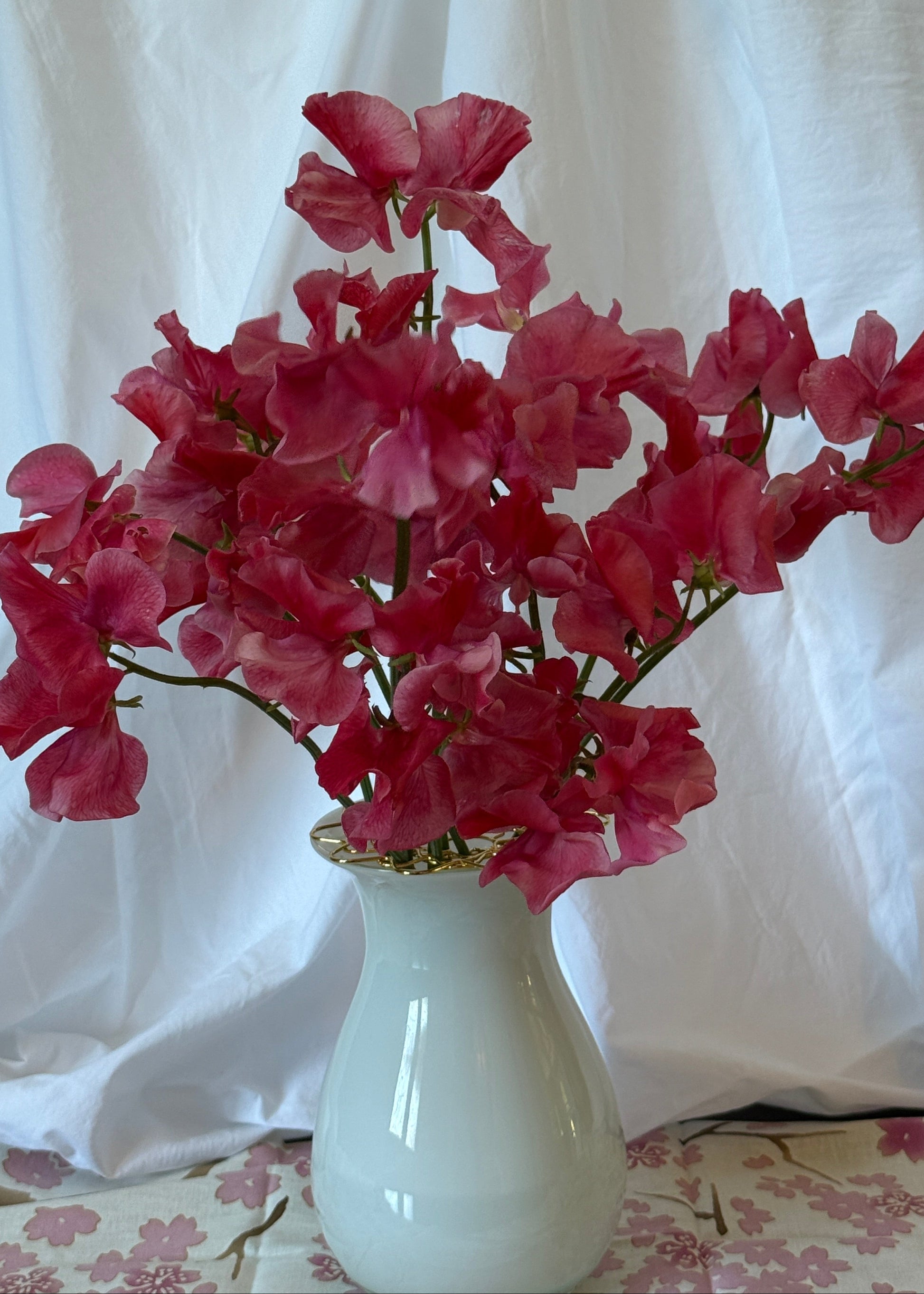 Sweet Peas MM - Sugar Moon Gardens