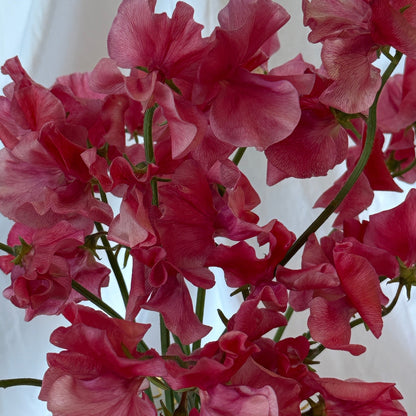 Sweet Peas MM - Sugar Moon Gardens