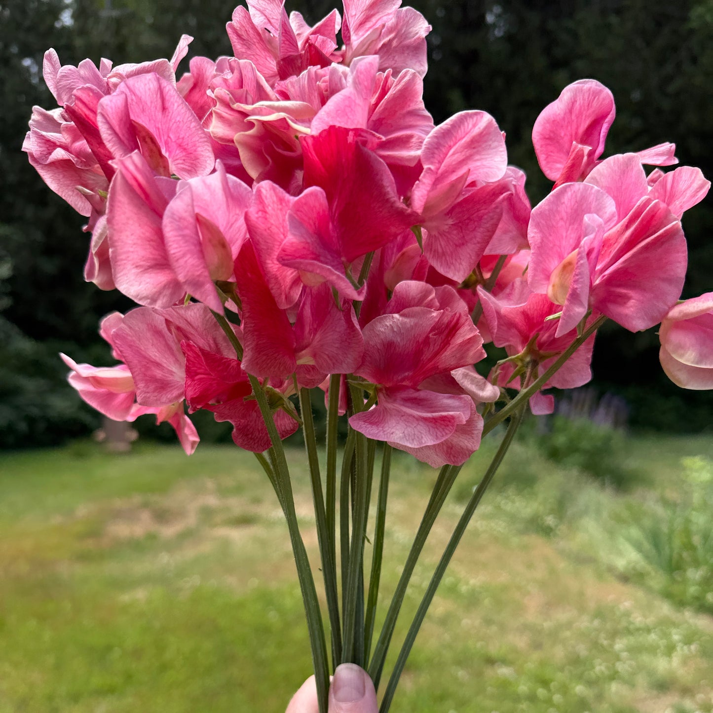 Sweet Peas MM - Sugar Moon Gardens