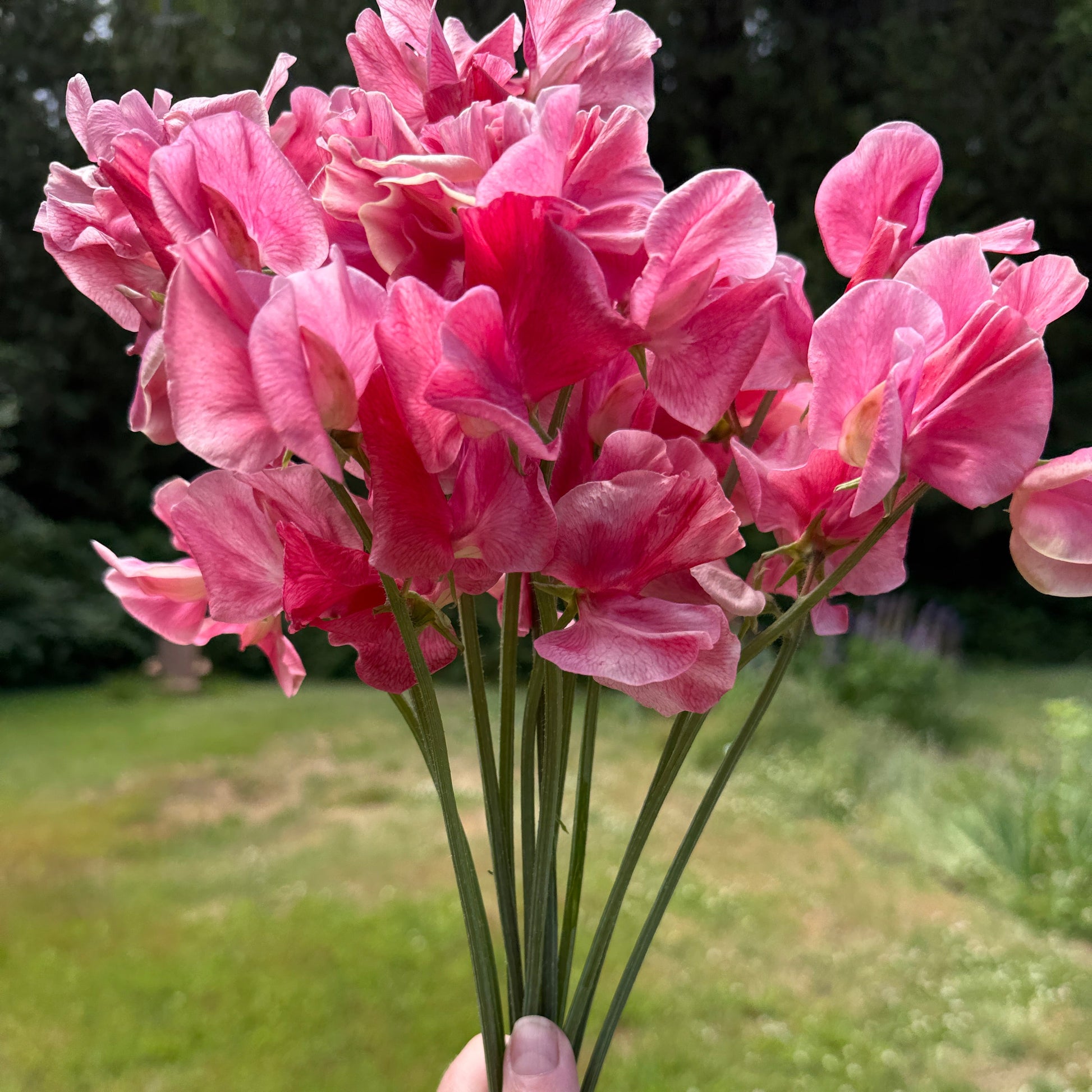 Sweet Peas MM - Sugar Moon Gardens