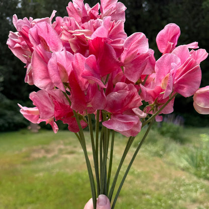 Sweet Peas MM - Sugar Moon Gardens