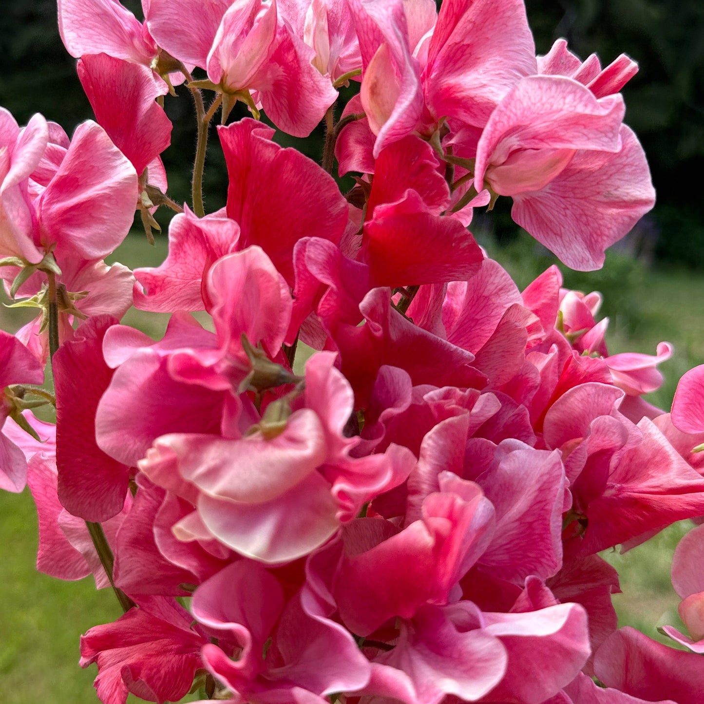 Sweet Peas MM - Sugar Moon Gardens