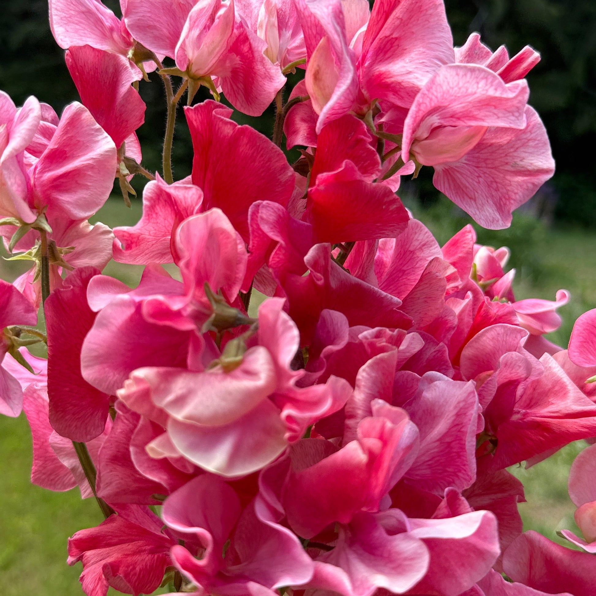 Sweet Peas MM - Sugar Moon Gardens