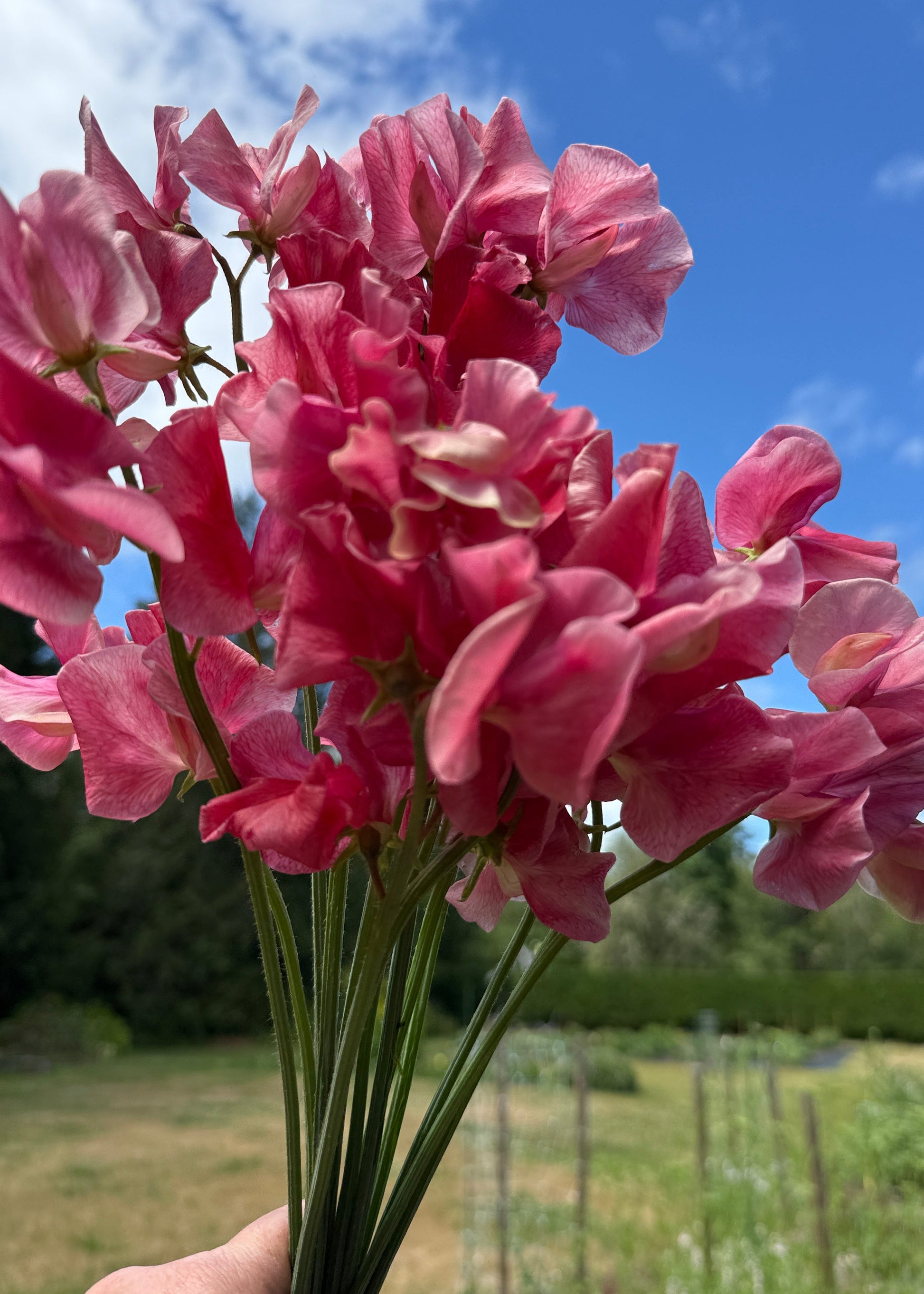 Sweet Peas MM - Sugar Moon Gardens