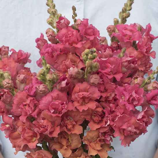 Flower Plant:‎ Snapdragon 6-pack