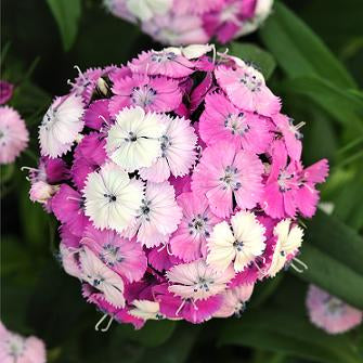 Dianthus Magician - Sugar Moon Gardens
