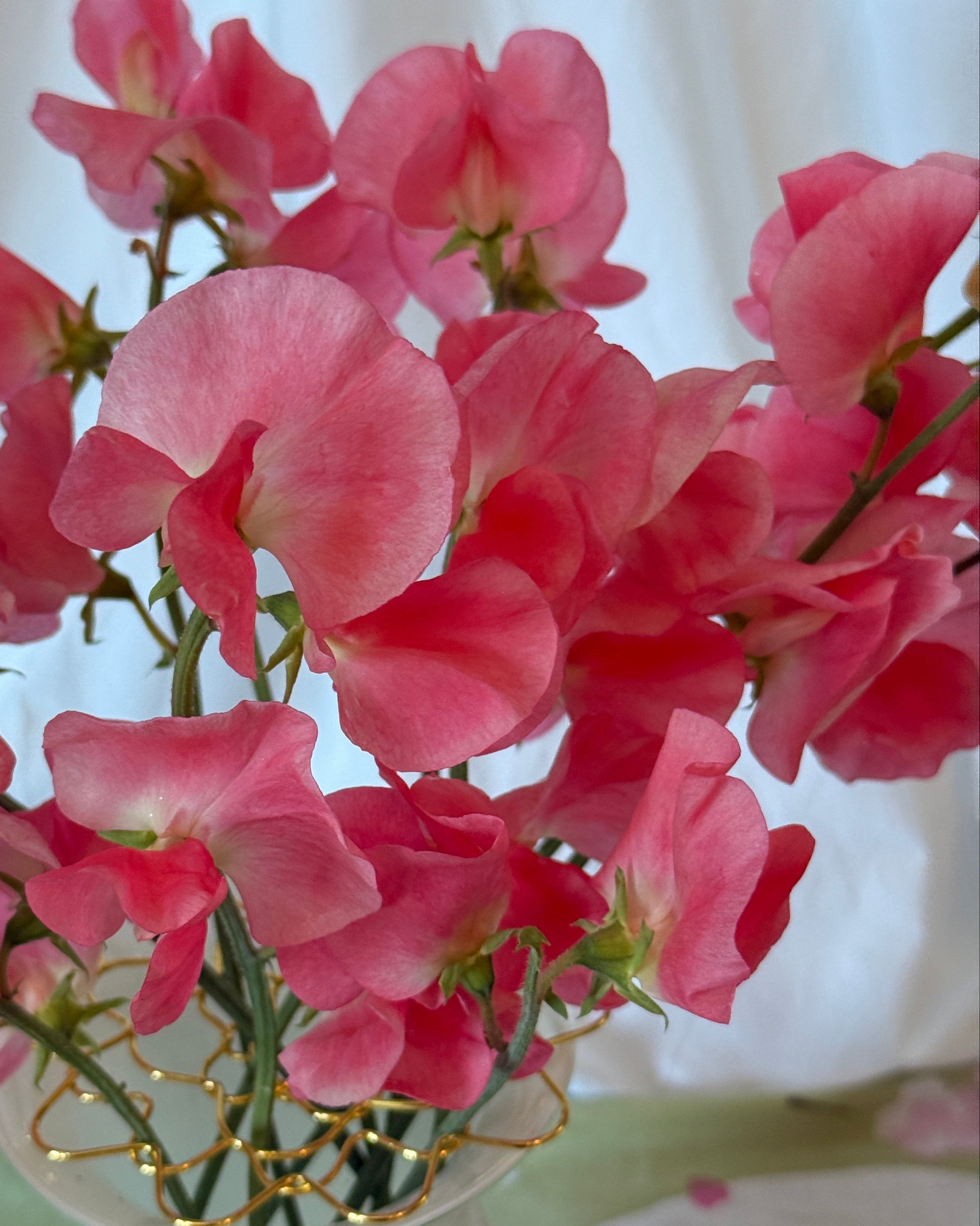 Sweet Peas Maloy- Sugar Moon Gardens