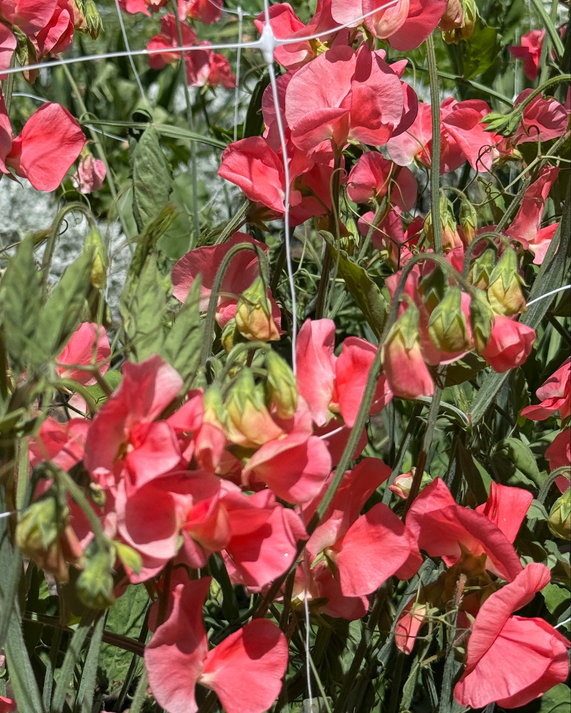 Sweet Peas Maloy- Sugar Moon Gardens