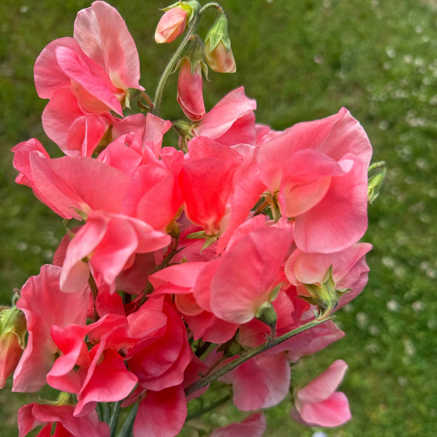 Sweet Peas Maloy - Sugar Moon Gardens