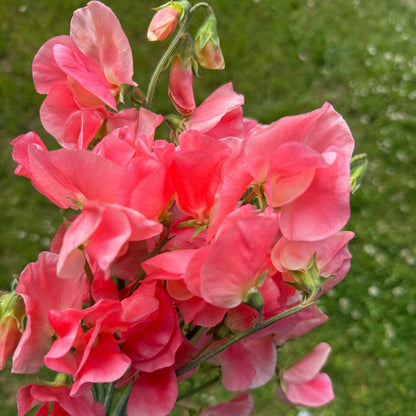 Sweet Peas Maloy - Sugar Moon Gardens