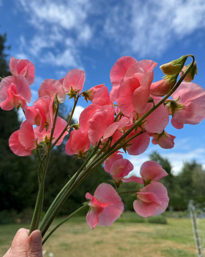 Sweet Peas Maloy- Sugar Moon Gardens