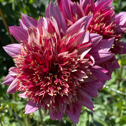 Seeds: Dahlia Mix - Cutting Garden
