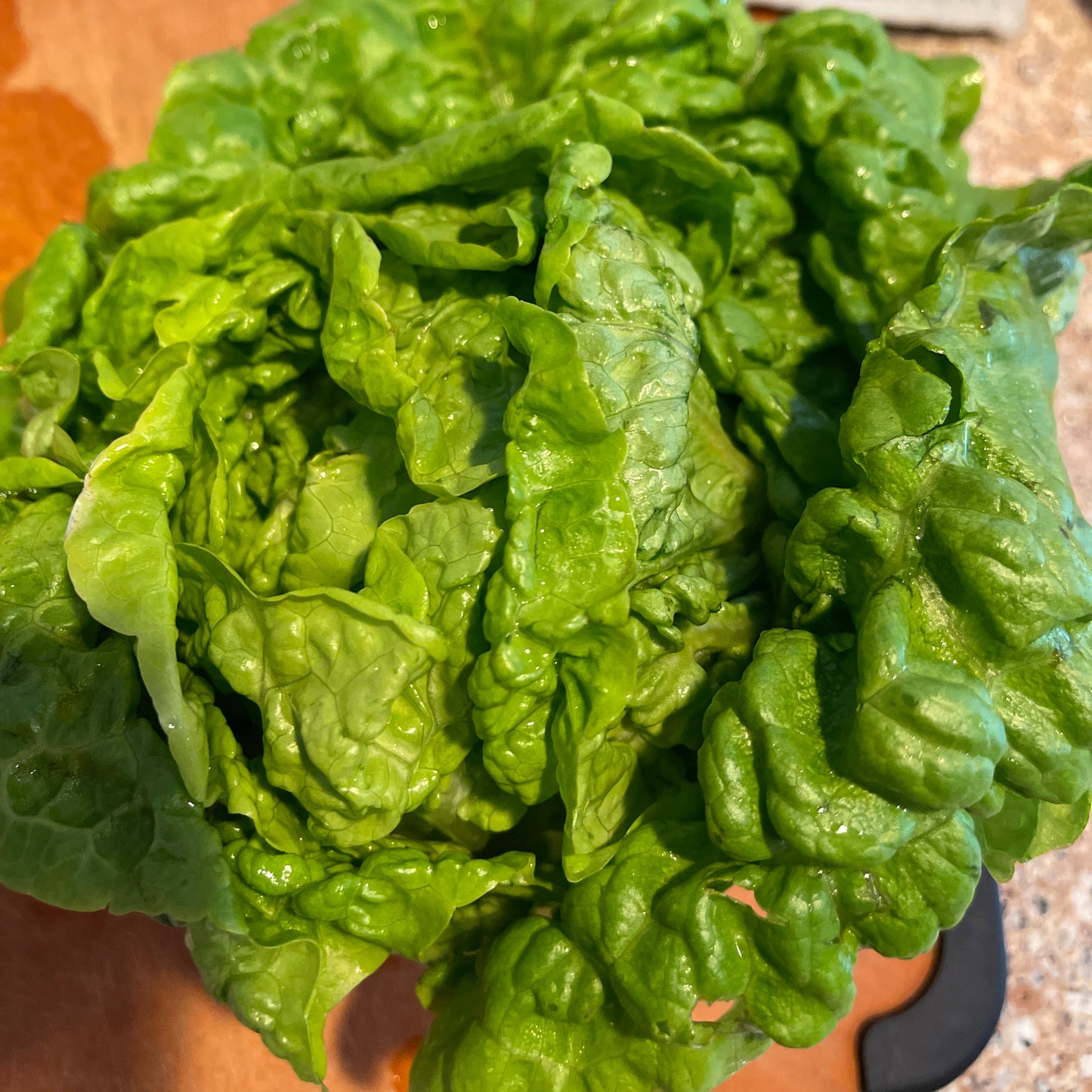 Seeds: Lettuce: Manoa - Sugar Moon Gardens