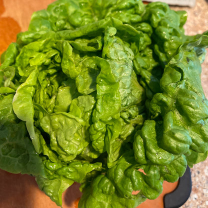 Seeds: Lettuce: Manoa - Sugar Moon Gardens