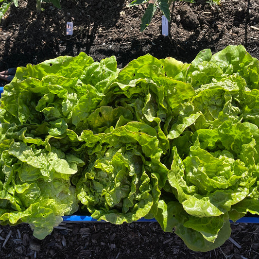 Seeds: Lettuce: Manoa - Sugar Moon Gardens