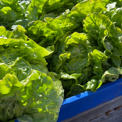 Seeds: Lettuce: Manoa - Sugar Moon Gardens