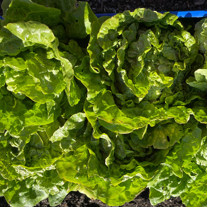 Seeds: Lettuce: Manoa - Sugar Moon Gardens