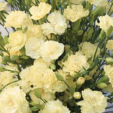 Seeds:‎ Dianthus - Marie Chabaud