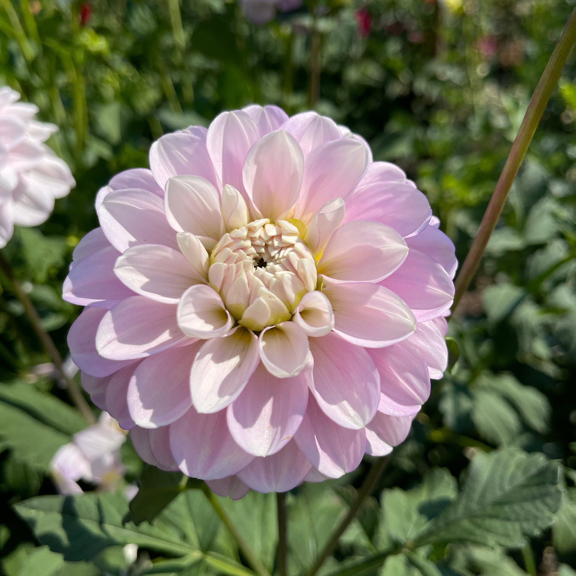 Dahlia Tuber: Marionberry Milkshake - Sugar Moon Gardens