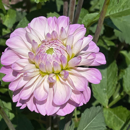 Dahlia Tuber: Marionberry Milkshake - Sugar Moon Gardens