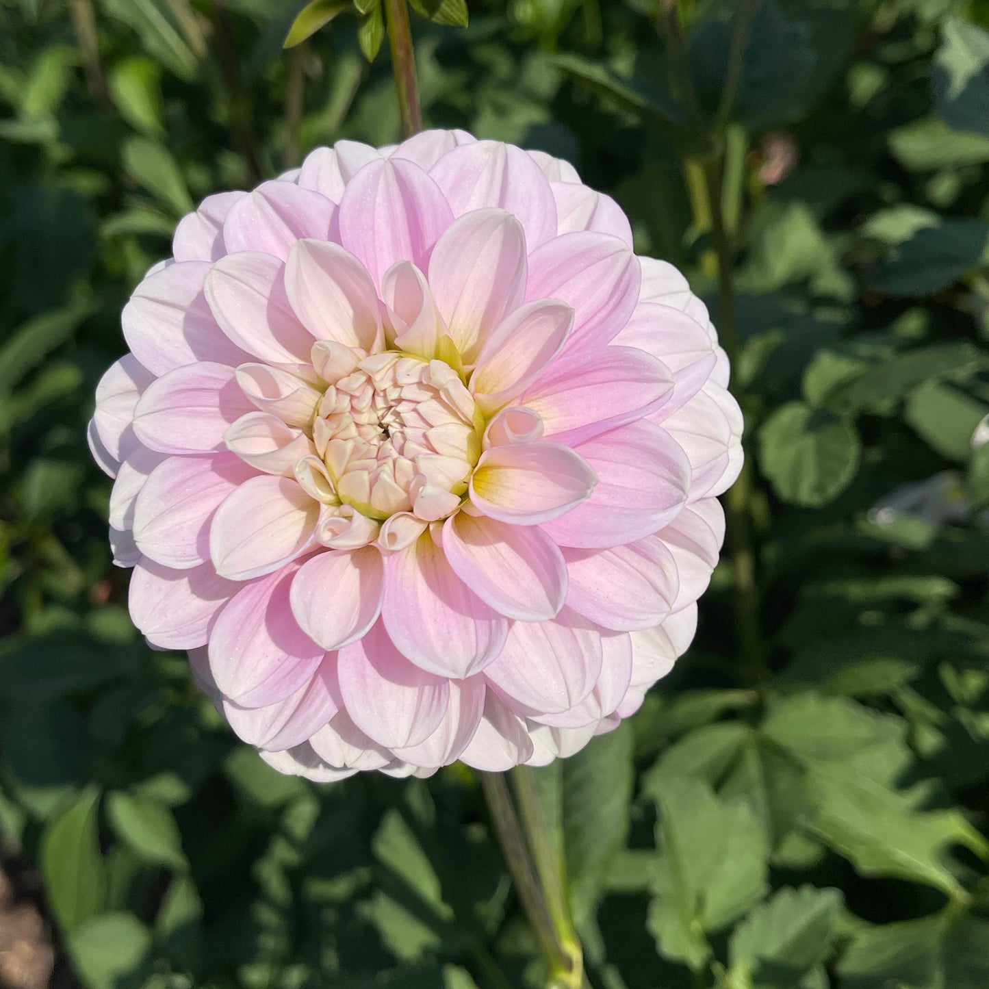 Dahlia Tuber: Marionberry Milkshake - Sugar Moon Gardens