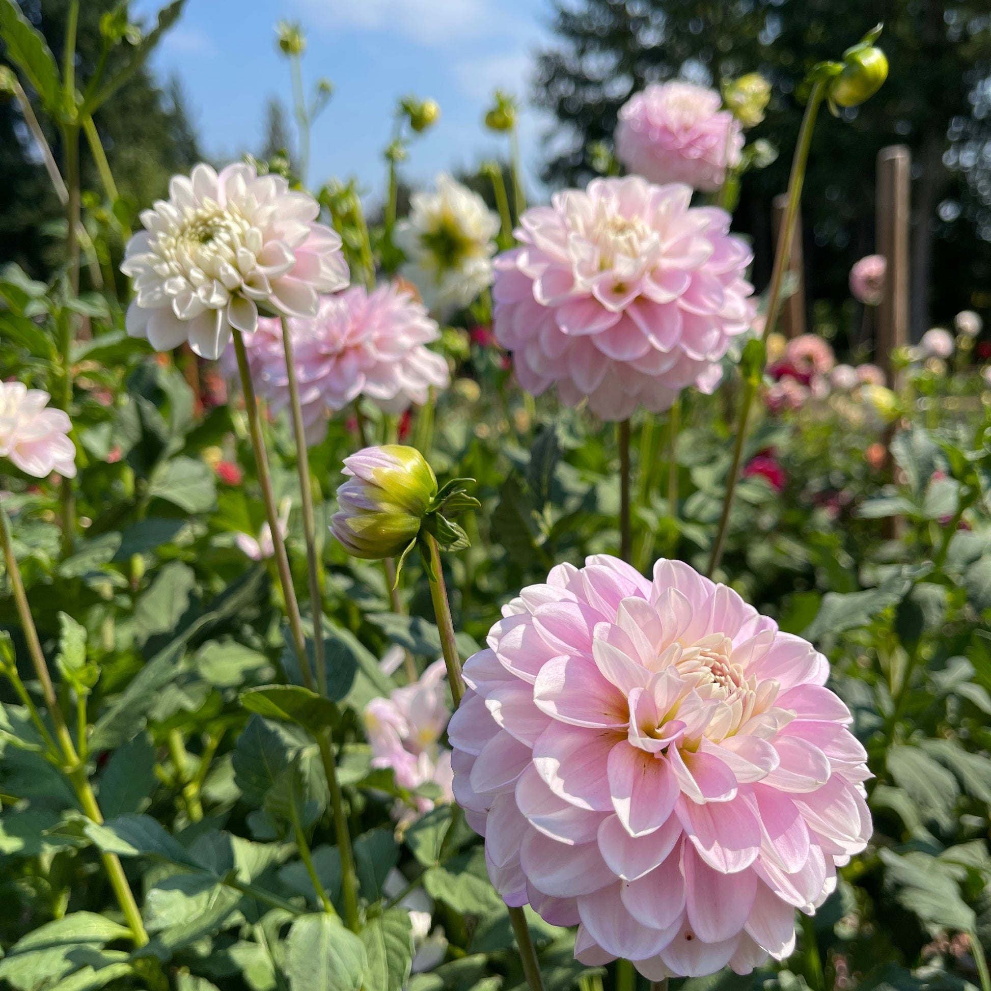 Dahlia Tuber: Marionberry Milkshake - Sugar Moon Gardens