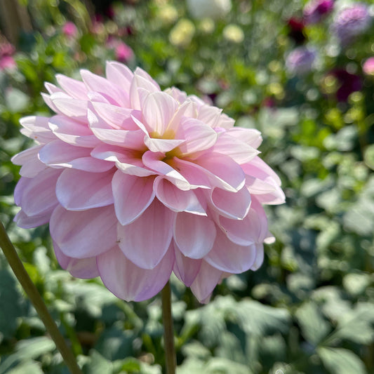 Dahlia Tuber: Marionberry Milkshake - Sugar Moon Gardens