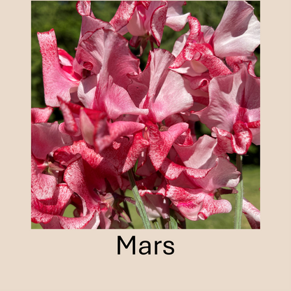 Flower Plant:‎ Sweet Peas - 2 per pot