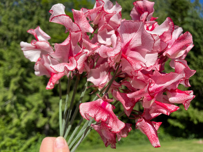 Sweet Pea Seeds: Mars