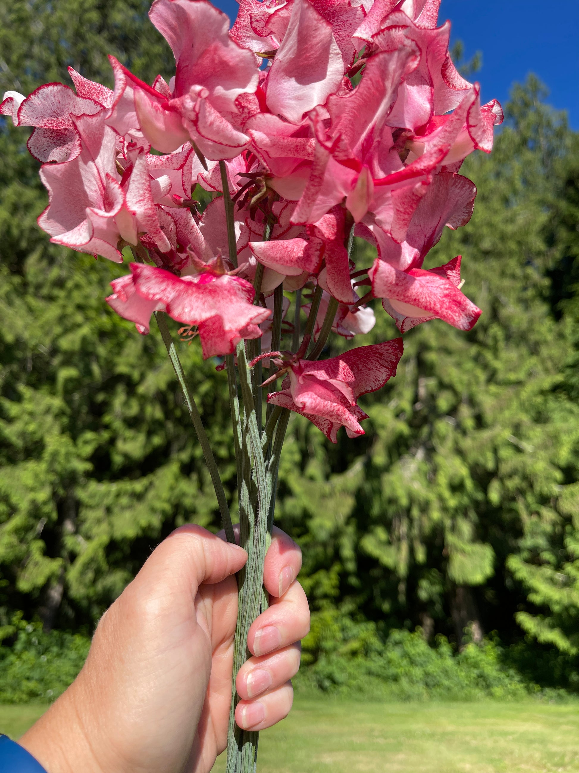 garden sweet pea seeds Sweet Pea Seeds for Cut Flowers