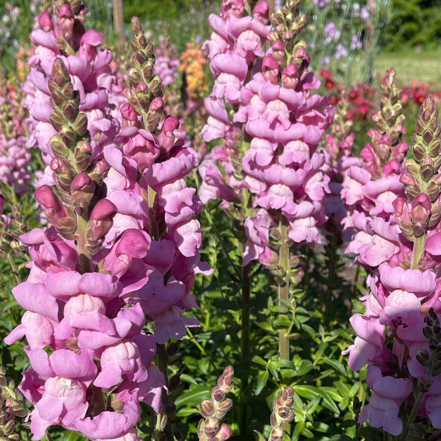 PREORDER: Snapdragon - Maryland Lavender- Sugar Moon Gardens
