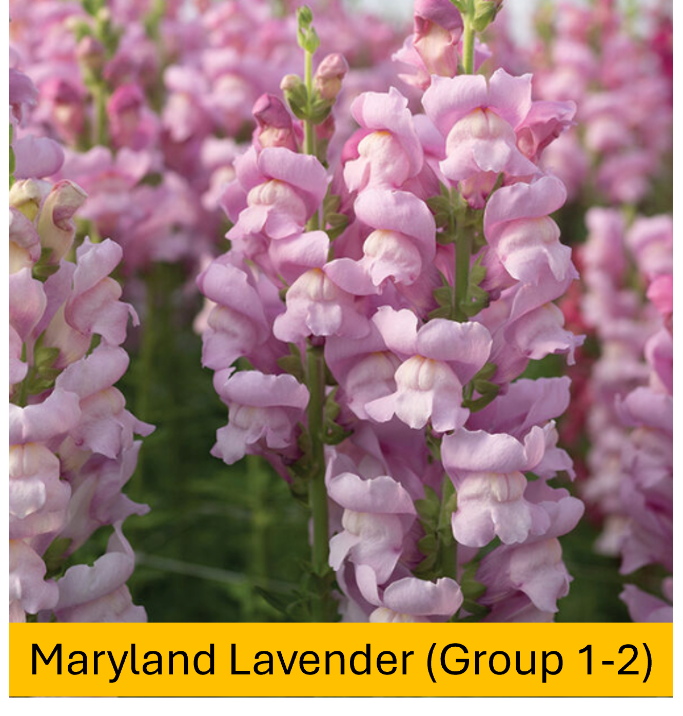 Flower Plant:‎ Snapdragon 6-pack