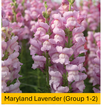 Flower Plant:‎ Snapdragon 6-pack