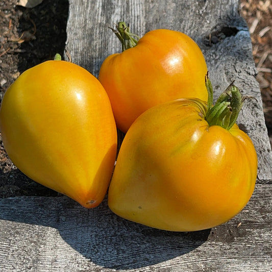 Seeds:‎ Tomato - Midnight Sun