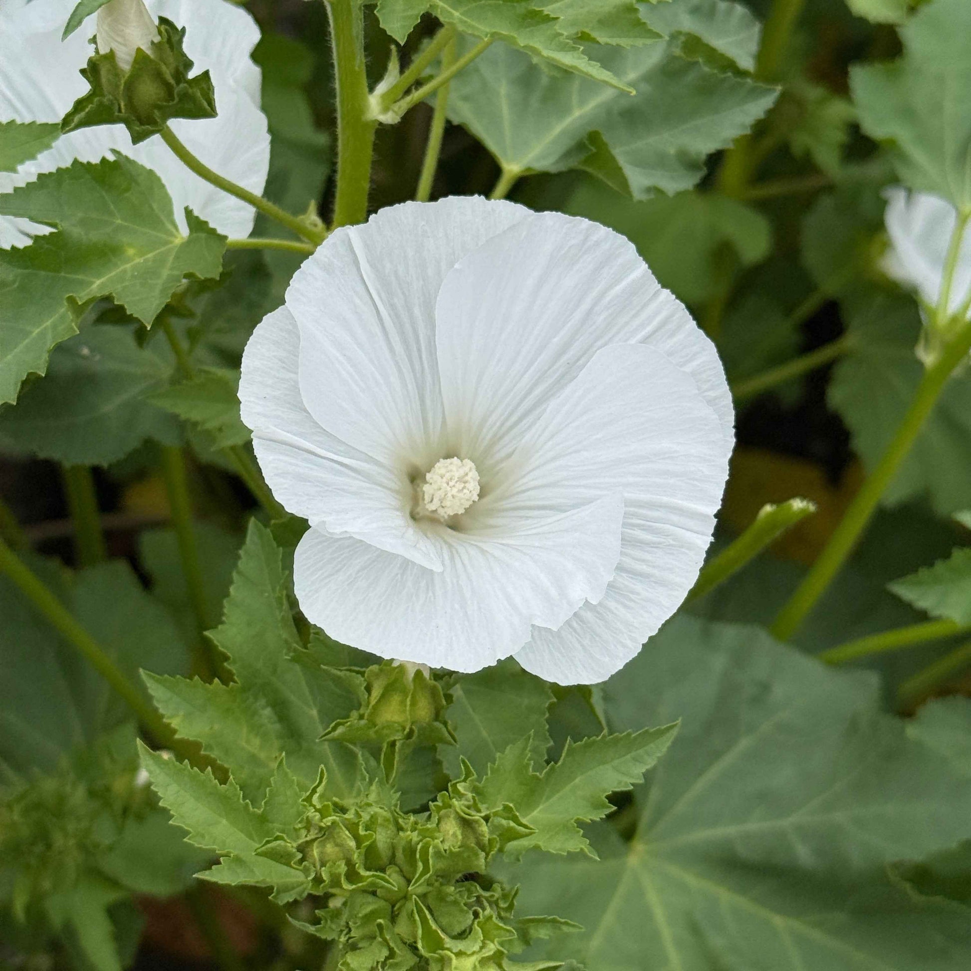 Rose Mallow - Mont Blanc