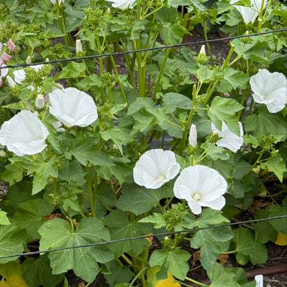 Rose Mallow - Mont Blanc