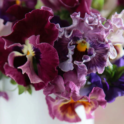 Pansy 6-pack - Sugar Moon Gardens