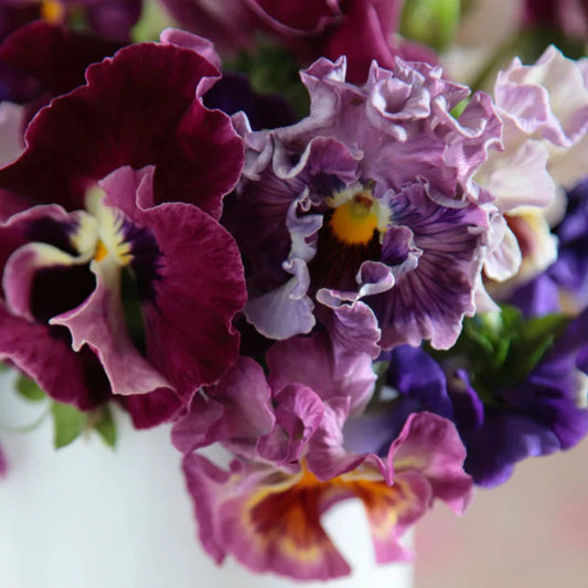 Seeds: Pansy - Moulin Rouge