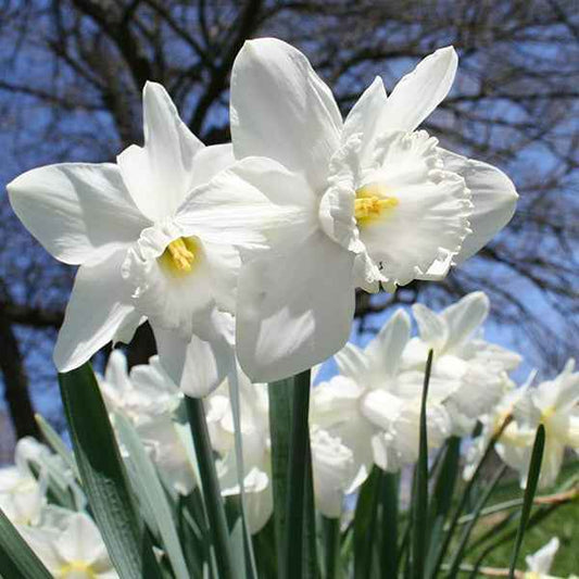 Daffodil bulb: Mount Hood